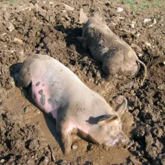 Deux cochons nains barbotent joyeusement dans la boue, profitant d'une journée ensoleillée.