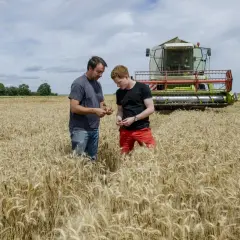 Deux agriculteurs inspectent une récolte dorée dans des champs de blé mûr, une moissonneuse imposante en arrière-plan.