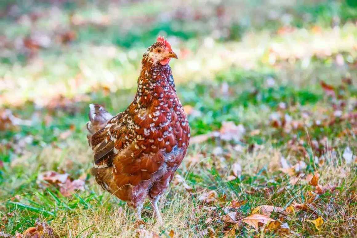 Une poule Sussex, aux plumes brunâtres et blanches, se tient fièrement dans l'herbe parsemée de feuilles mortes.
