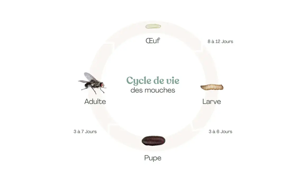 Le cycle de vie des mouches, de l'œuf à la larve, puis à la pupe et enfin à l'adulte.
