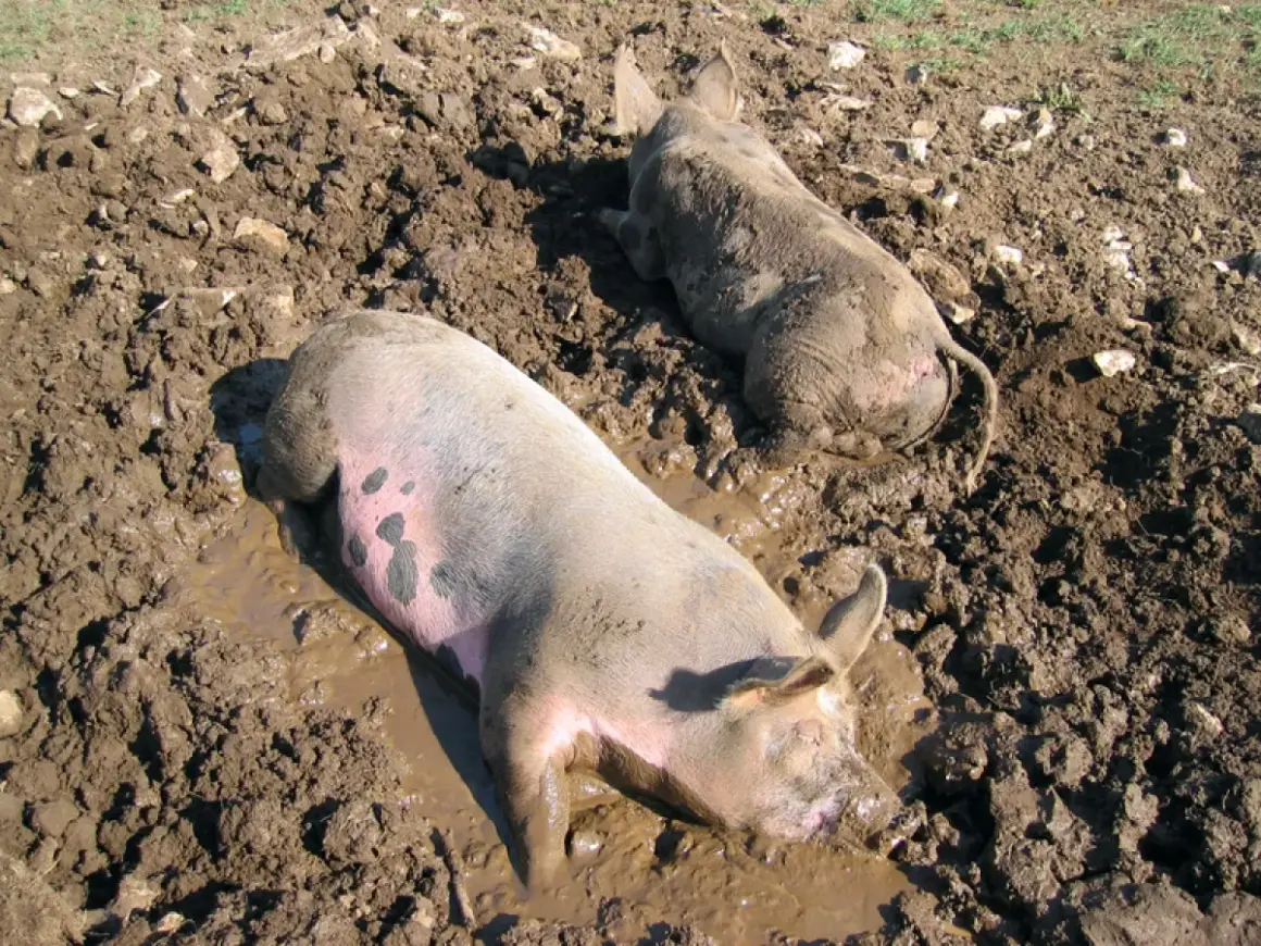 Deux cochons nains barbotent joyeusement dans la boue, profitant d'une journée ensoleillée.