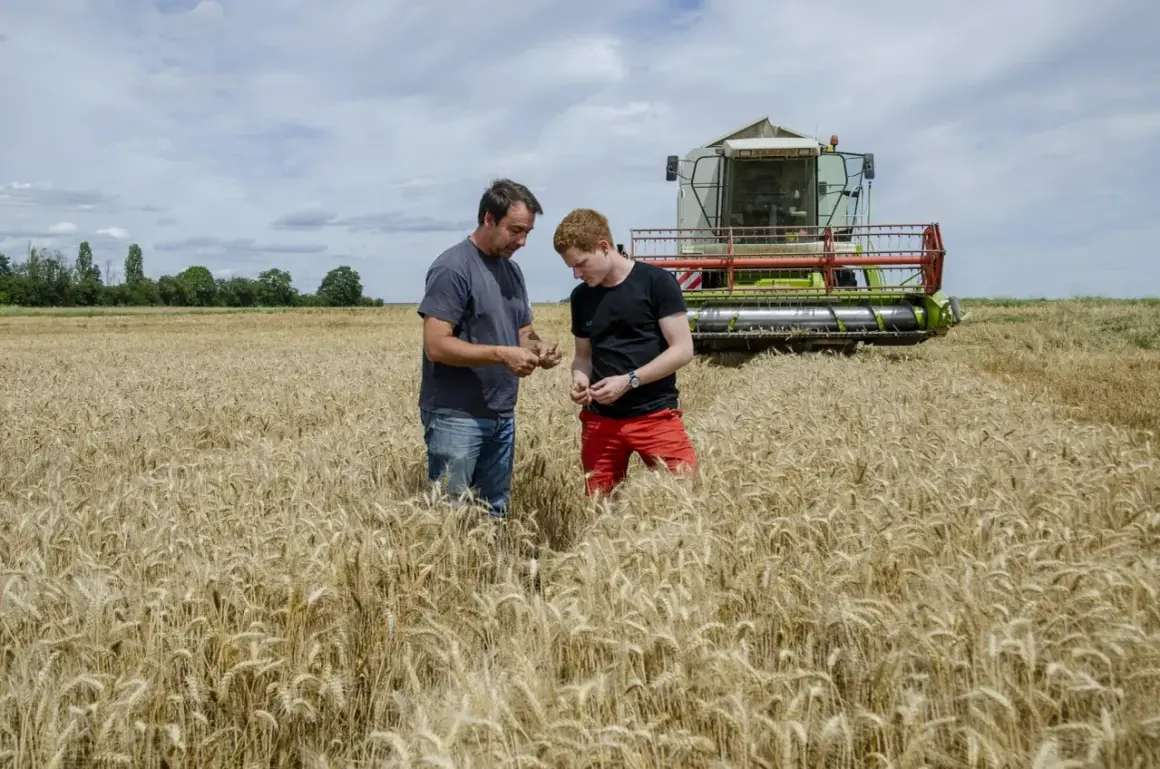 Deux agriculteurs inspectent une récolte dorée dans des champs de blé mûr, une moissonneuse imposante en arrière-plan.