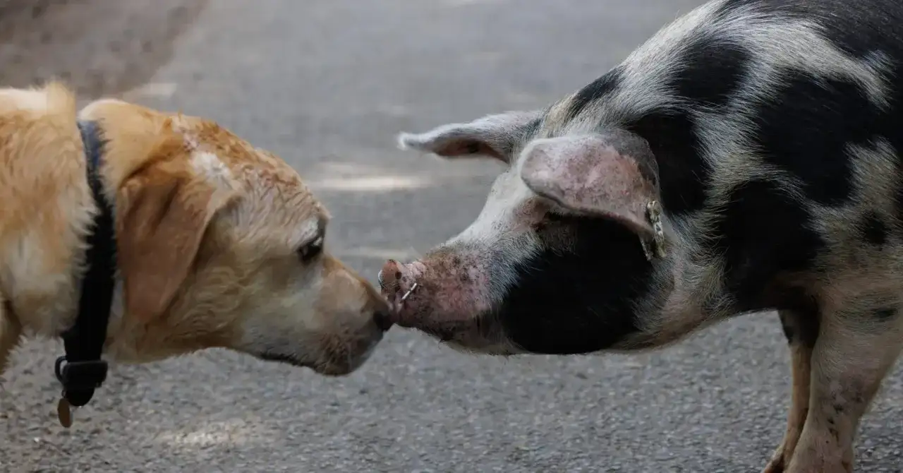 "Chien cochon" à la ferme - Mythes et réalité de la cohabitation