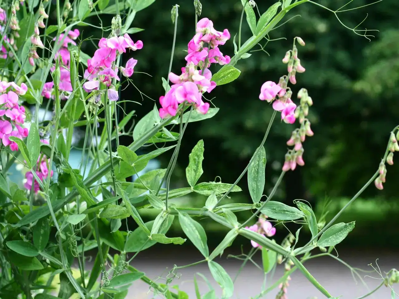 Pois de senteur : les gestes pour une floraison généreuse