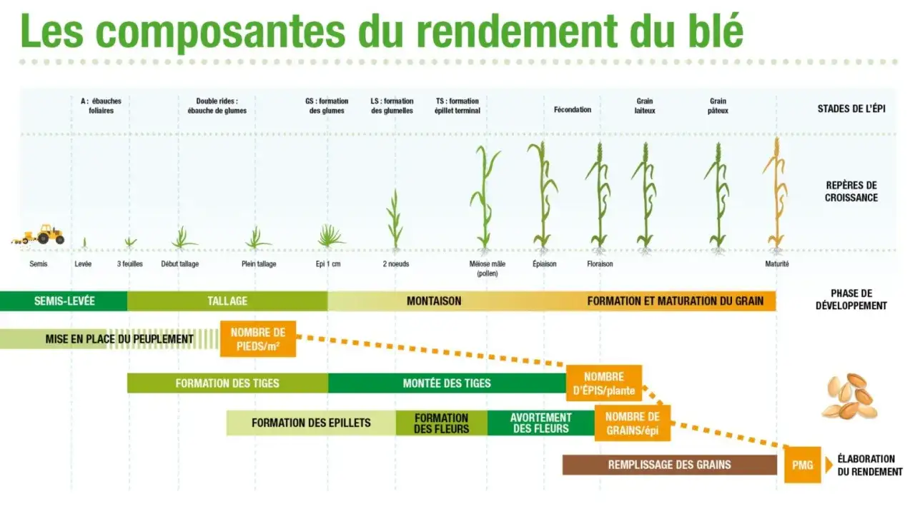 Rendement du blé - Évitez les erreurs qui coûtent cher