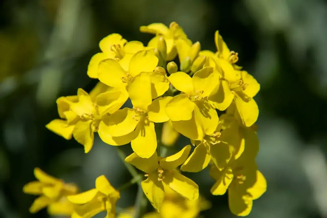 Fleur de colza - comprendre la floraison et le rendement