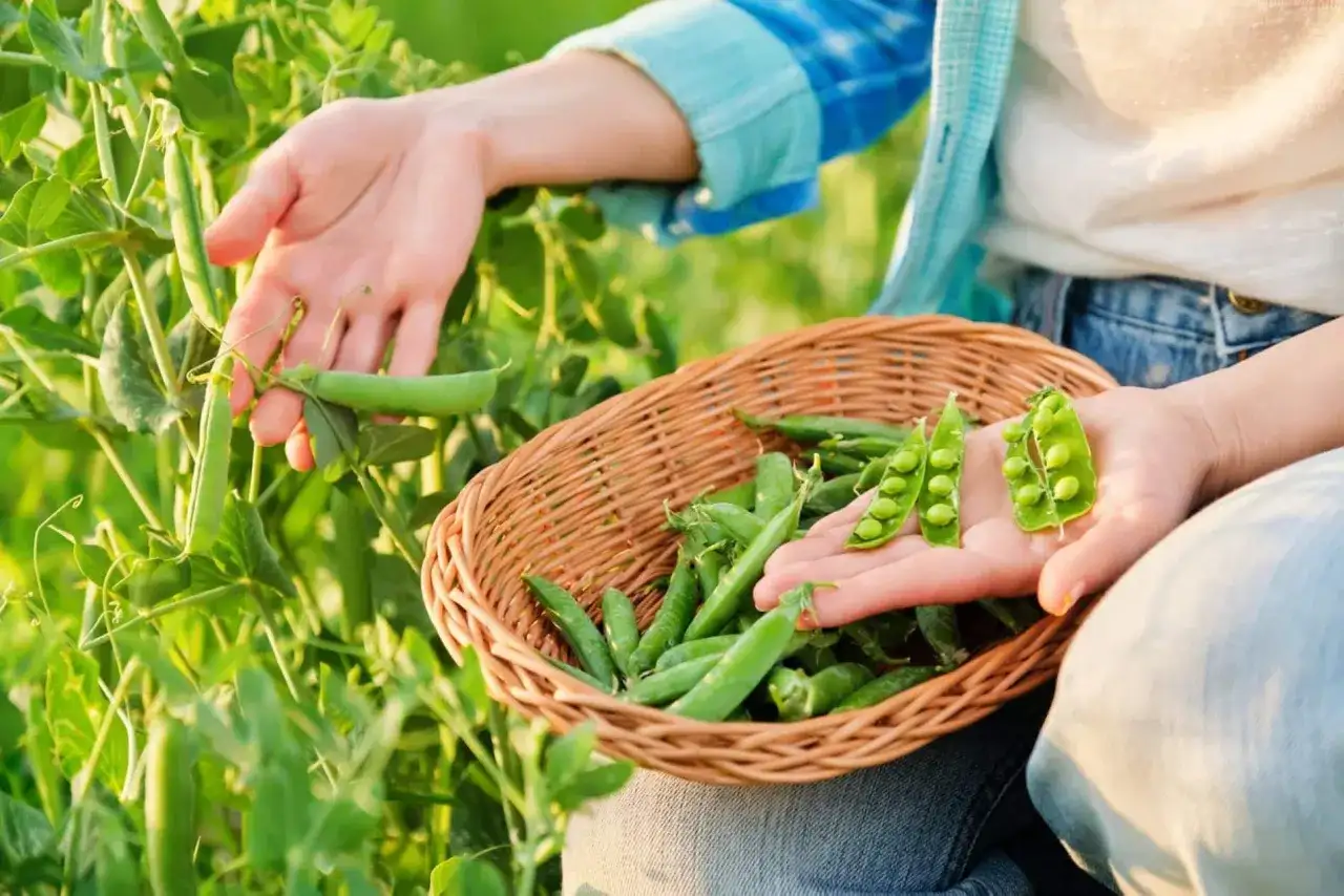 Semis de petits pois - Évitez les erreurs, récoltez plus !
