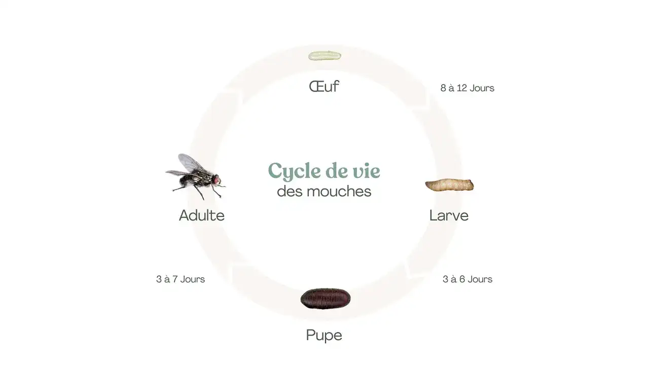 Larve de mouche au jardin - comment l’identifier et agir ?