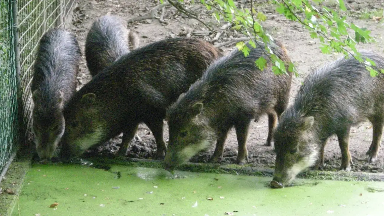 Pécaris ou porcs sauvages d'Amérique - Vraies différences pour l'élevage