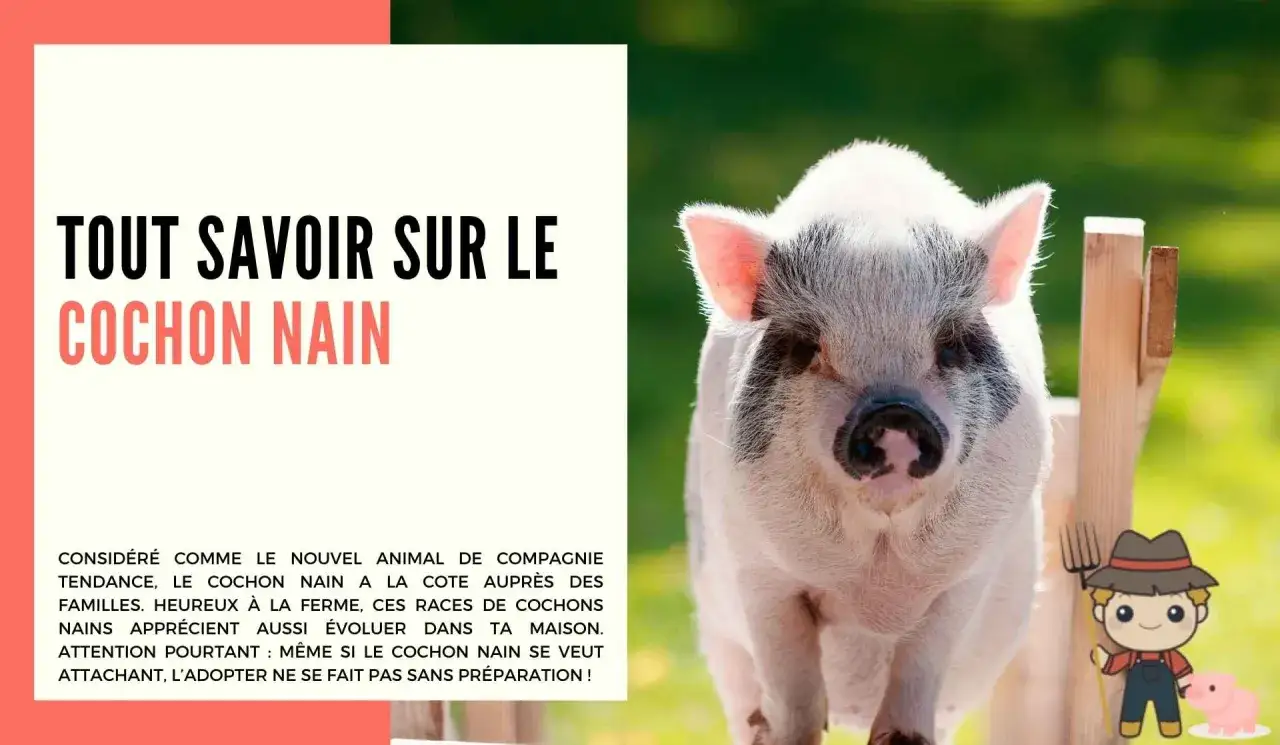 Un adorable cochon nain, star de la ferme, pose devant un texte informatif.