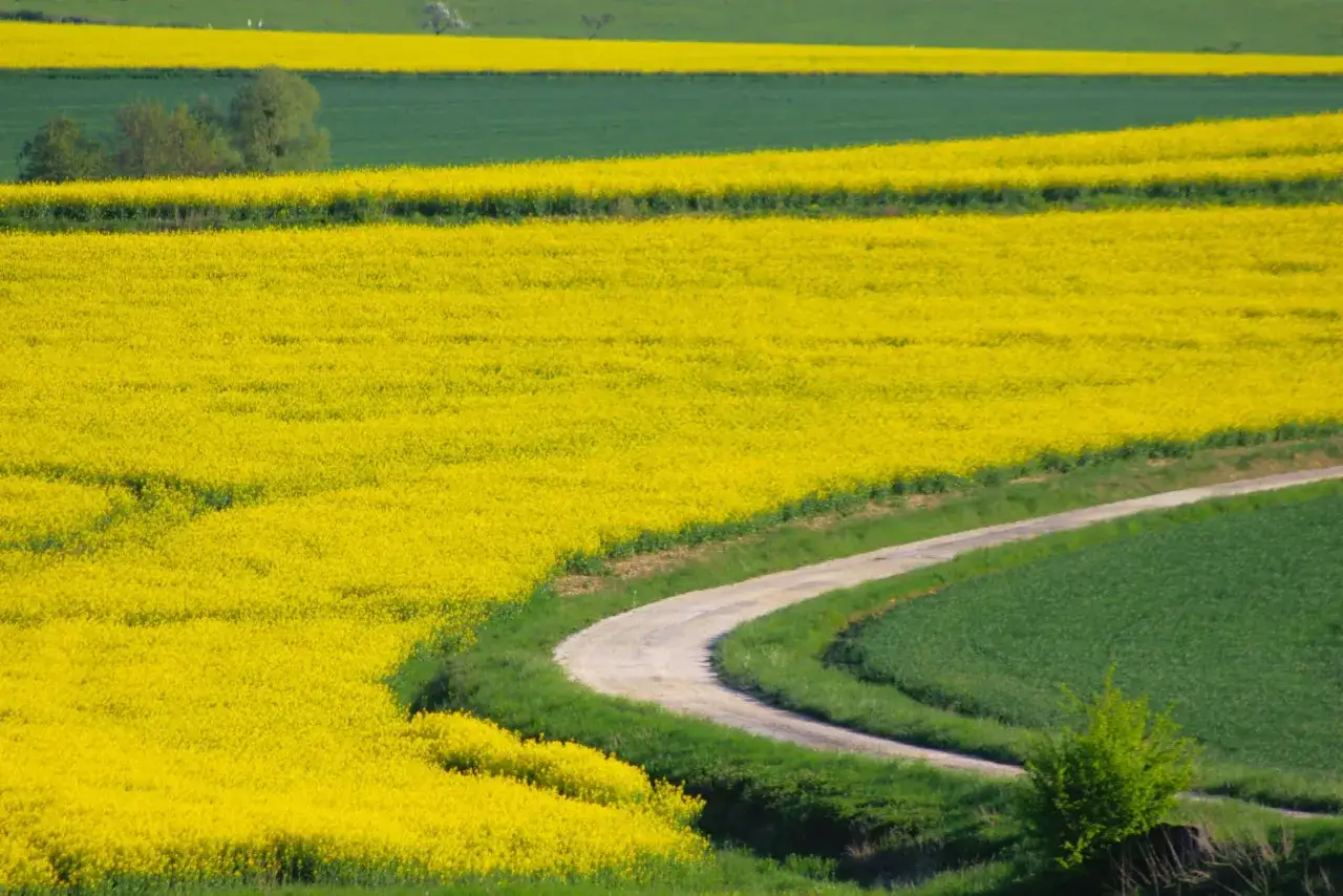 Vastes champs de colza d'un jaune éclatant, bordés de champs verts et traversés par un chemin sinueux. Un paysage printanier paisible.