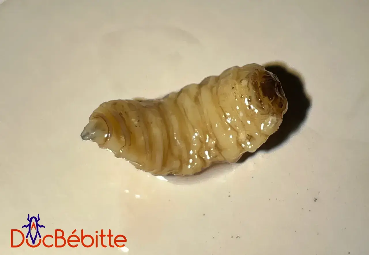 Gros plan d'une larve de mouche, pâle et segmentée, sur fond blanc.
