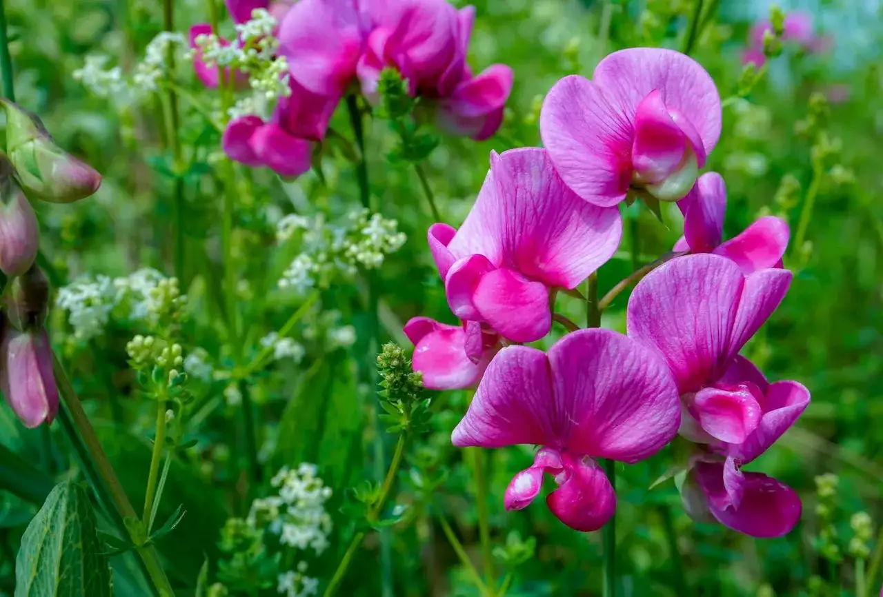 Fleurs de pois de senteur roses et parfumées, avec de petites fleurs blanches en arrière-plan.