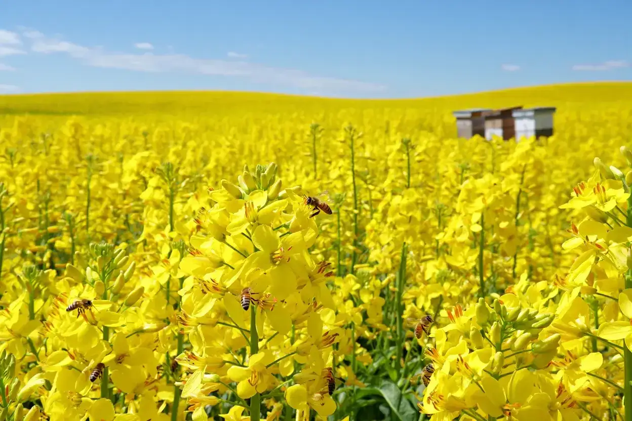 Champ de fleurs de colza éclatantes sous un ciel bleu, avec des abeilles butinant et des ruches au loin.