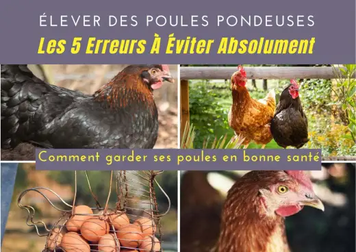 Comment avoir des poules - Évitez les erreurs de débutant