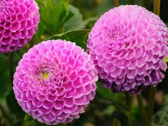Fleurs à semer en avril - Maximisez votre floraison estivale