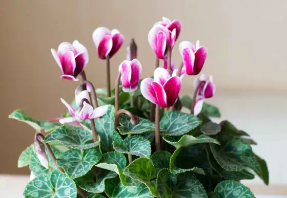 Cyclamen - Le secret pour une floraison durable