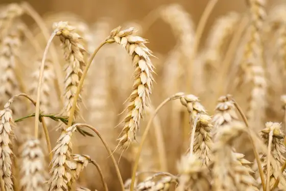 Ergot du blé - Protégez vos récoltes et respectez les seuils 2026