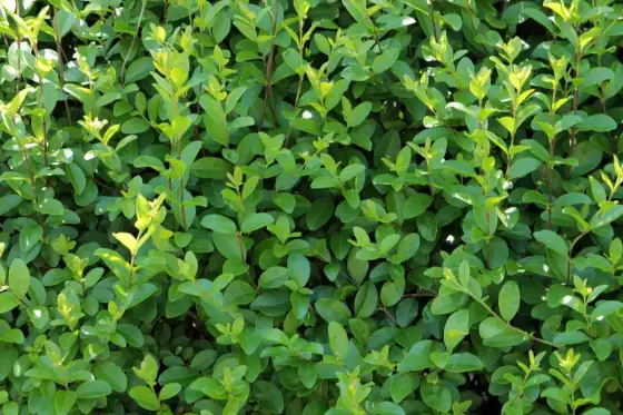 Haie de troène - Rapide, dense, facile - Le guide essentiel
