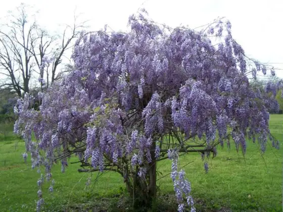 Glycine en arbre - La méthode pour une floraison parfaite
