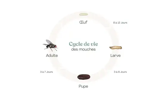 Larve de mouche au jardin - comment l’identifier et agir ?