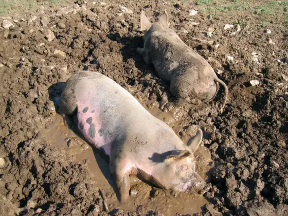 Cochon nain à la ferme - besoins, espace et réglementation