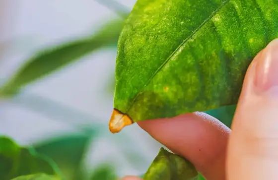 Citronnier jaunit - Diagnostiquez la cause et sauvez-le